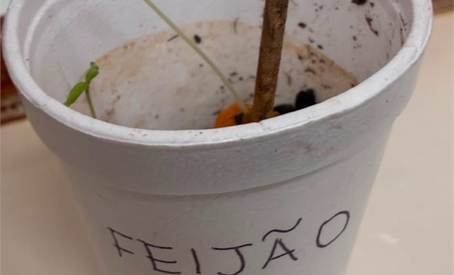 Dia do Meio Ambiente